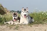 SIBERIAN HUSKY 102